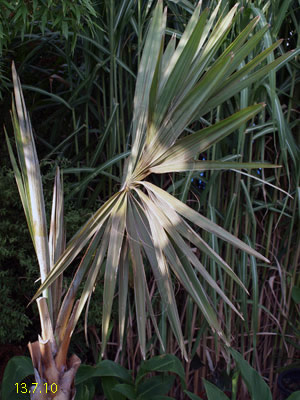nobilis